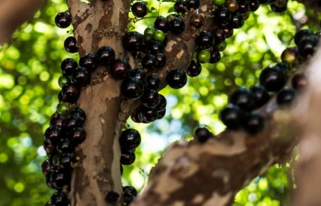 Começa temporada de jabuticaba em Hidrolândia
